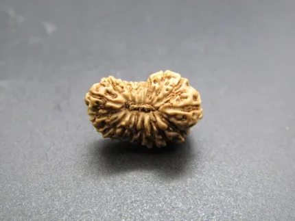 17 Mukhi Rudraksha