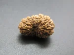 17 Mukhi Rudraksha