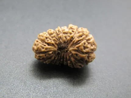 17 Mukhi Rudraksha