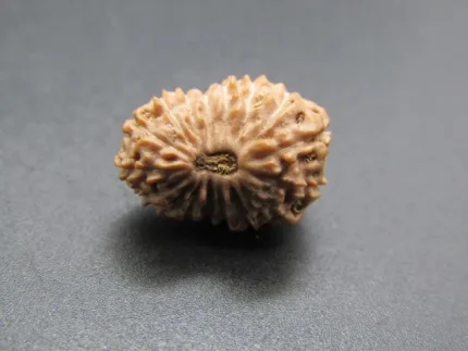 17 Mukhi Rudraksha