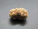 17 Mukhi Rudraksha
