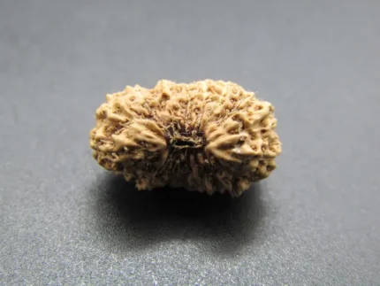 17 Mukhi Rudraksha