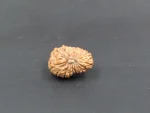 17 Mukhi Rudraksha