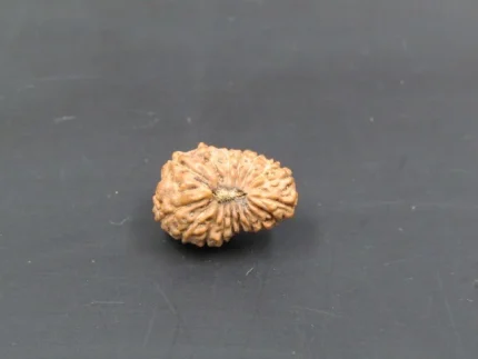 17 Mukhi Rudraksha