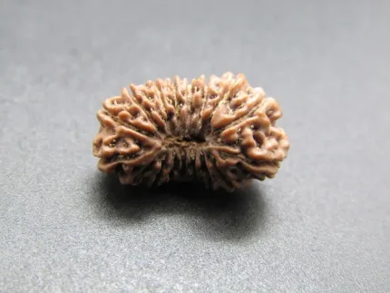 17 Mukhi Rudraksha