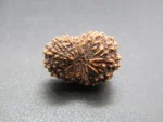 17 Mukhi Rudraksha