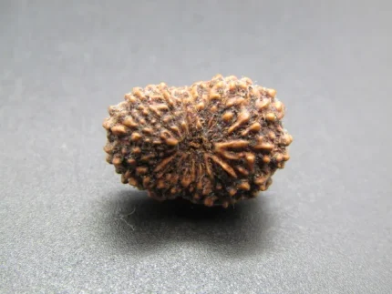 17 Mukhi Rudraksha
