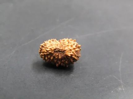 17 Mukhi Rudraksha