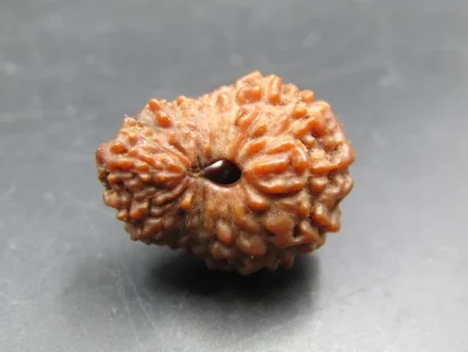 17 Mukhi Rudraksha