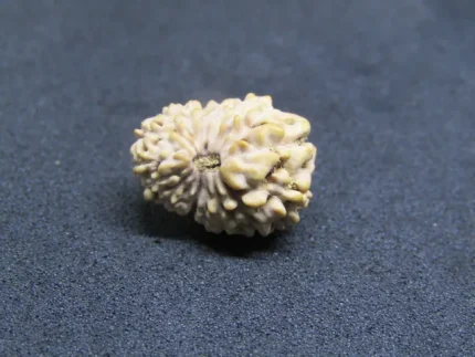 17 Mukhi Rudraksha