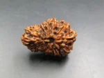 17 Mukhi Rudraksha