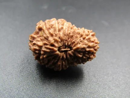 17 Mukhi Rudraksha