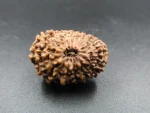 17 Mukhi Rudraksha
