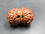 17 Mukhi Rudraksha