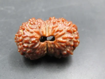 17 Mukhi Rudraksha