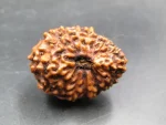 17 Mukhi Rudraksha