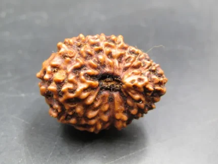 17 Mukhi Rudraksha