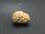 17 Mukhi lab Rudraksha