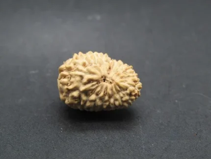 17 Mukhi lab Rudraksha