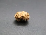 17 Mukhi lab Rudraksha