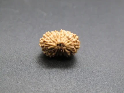 17 Mukhi lab Rudraksha