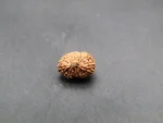 17 Mukhi Rudraksha