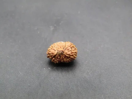 17 Mukhi Rudraksha
