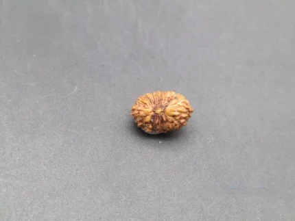 17 Mukhi Rudraksha