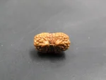 17 Mukhi Rudraksha