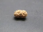 17 Mukhi Rudraksha