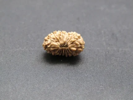 17 Mukhi Rudraksha