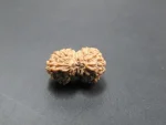 17 Mukhi Rudraksha