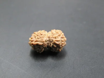 17 Mukhi Rudraksha