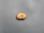 17 Mukhi Rudraksha