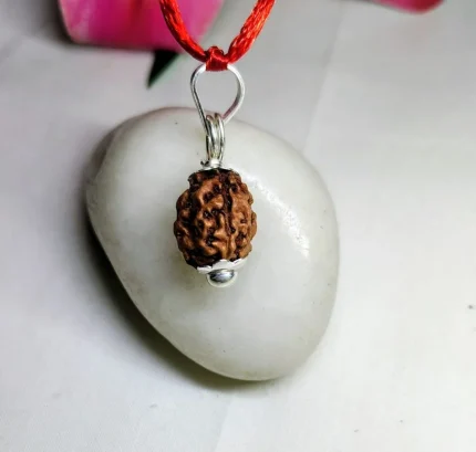 3 Mukhi Rudraksha