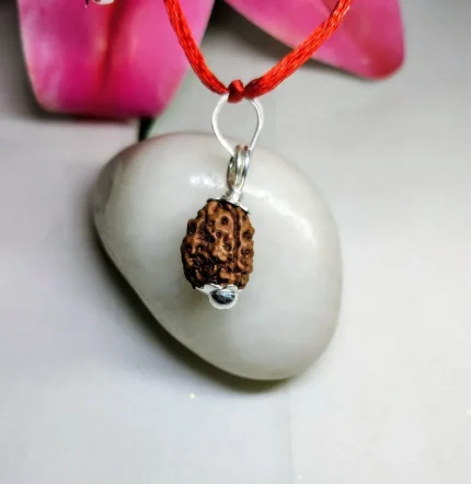 3 Mukhi Rudraksha