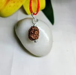3 Mukhi Rudraksha