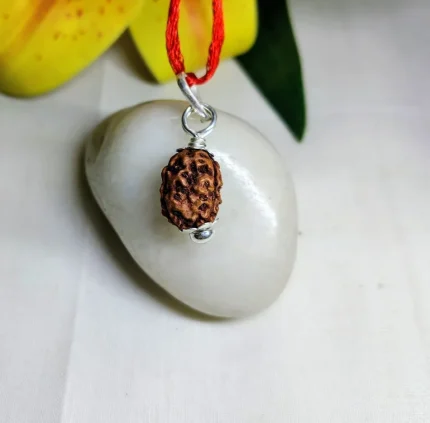 3 Mukhi Rudraksha