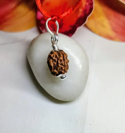 3 Mukhi Rudraksha