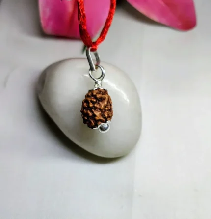 3 Mukhi Rudraksha