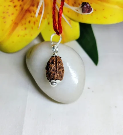 3 Mukhi Rudraksha
