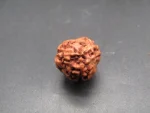 3 Mukhi Rudraksha