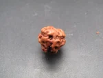3 Mukhi Rudraksha