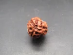 3 Mukhi Rudraksha