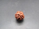 3 Mukhi Rudraksha