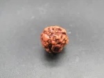 3 Mukhi Rudraksha