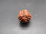 3 Mukhi Rudraksha