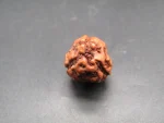 3 Mukhi Rudraksha