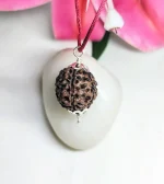 6 Mukhi Rudraksha