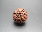 6 Mukhi Rudraksha